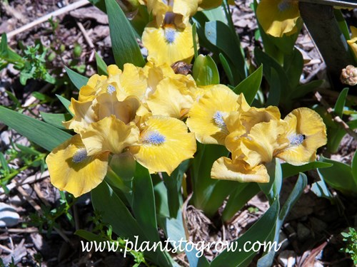 Iris 'Prank' (Standard Dwarf Bearded)
(May 4)